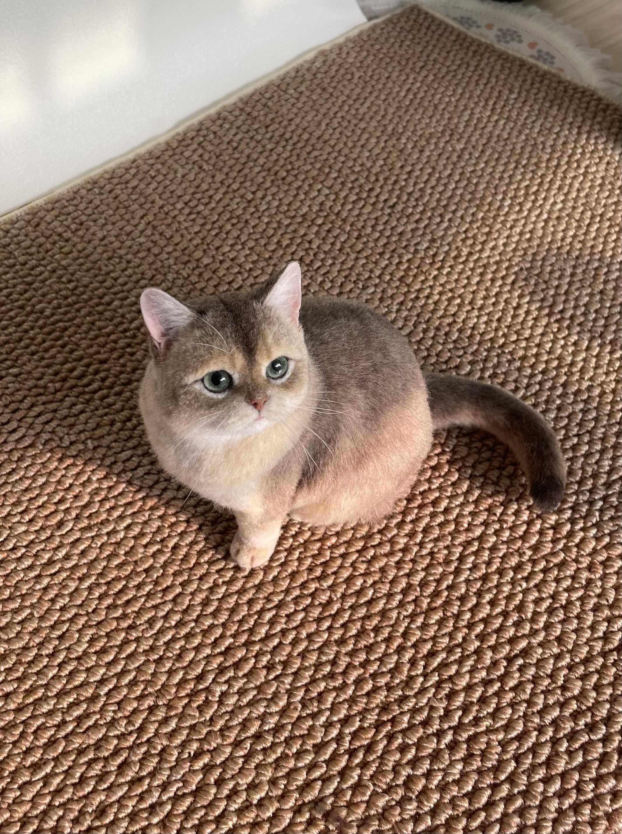 俏皮猫咪雕塑
